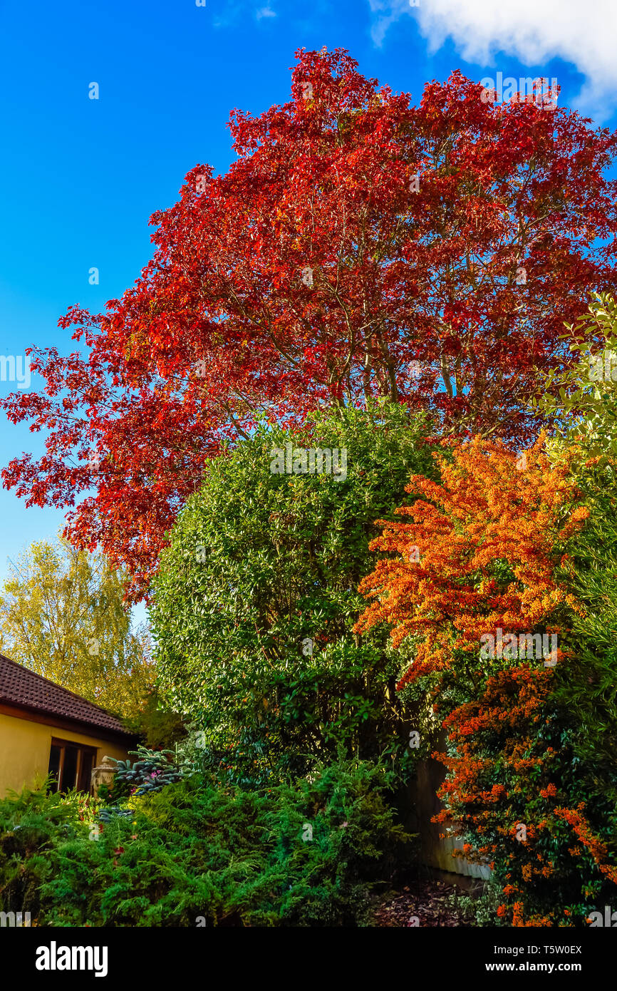 Herbst in einen Englischen Garten mit der Blätter zu Kupfer. Stockfoto