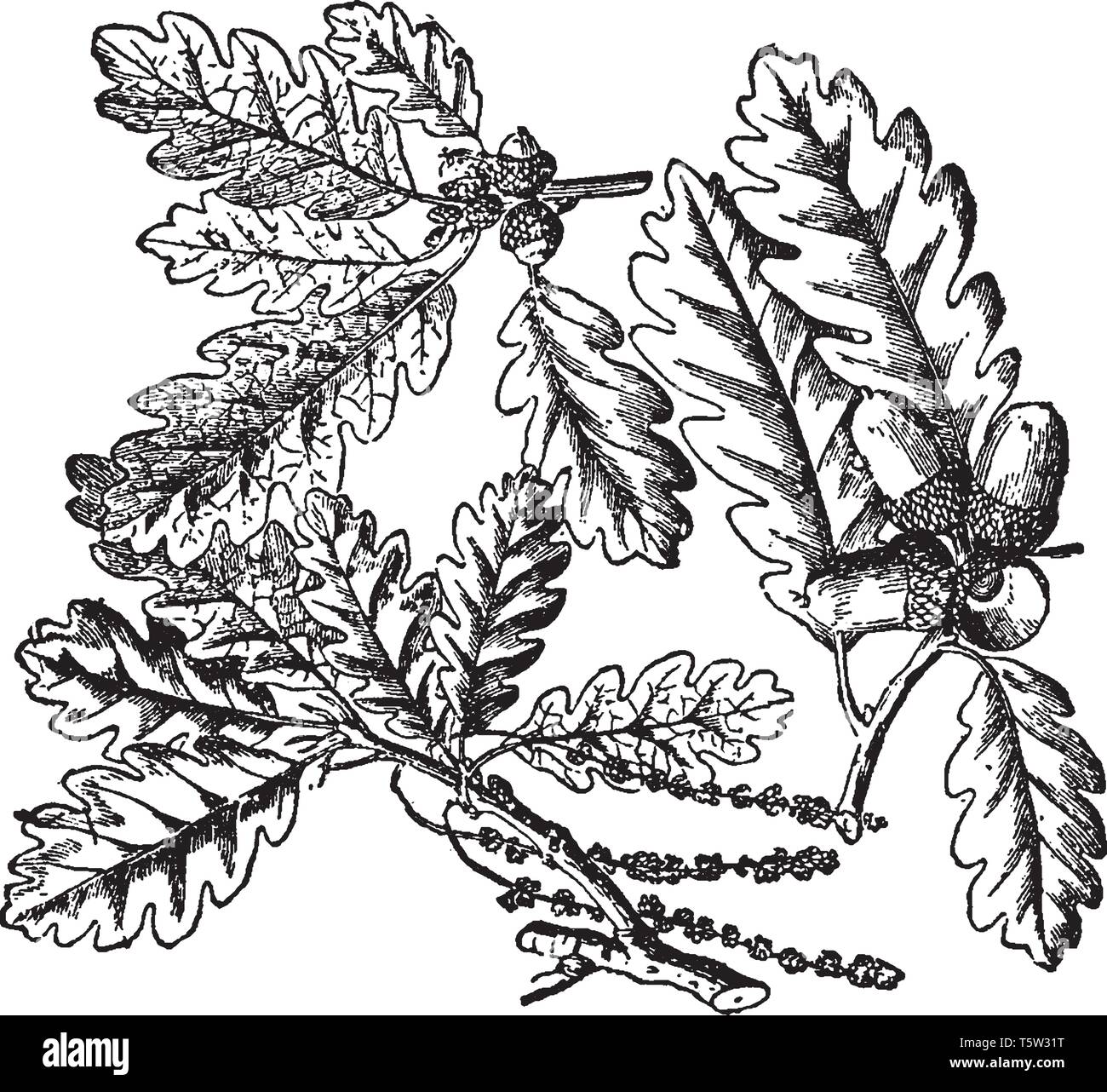 Ein Bild von einem Zweig der Eiche. Im Bild können wir die charakteristischen Blätter und der eigentümlichen Obst, Acorn, vintage Zeichnung bekannt, siehe oder Stock Vektor