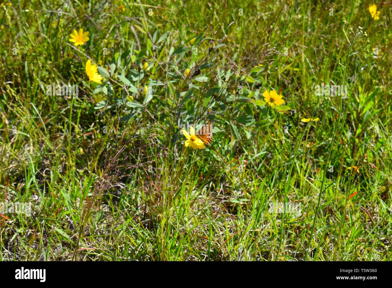 Orange Schmetterling Besuch einer süßen Gelb spring flower. Stockfoto