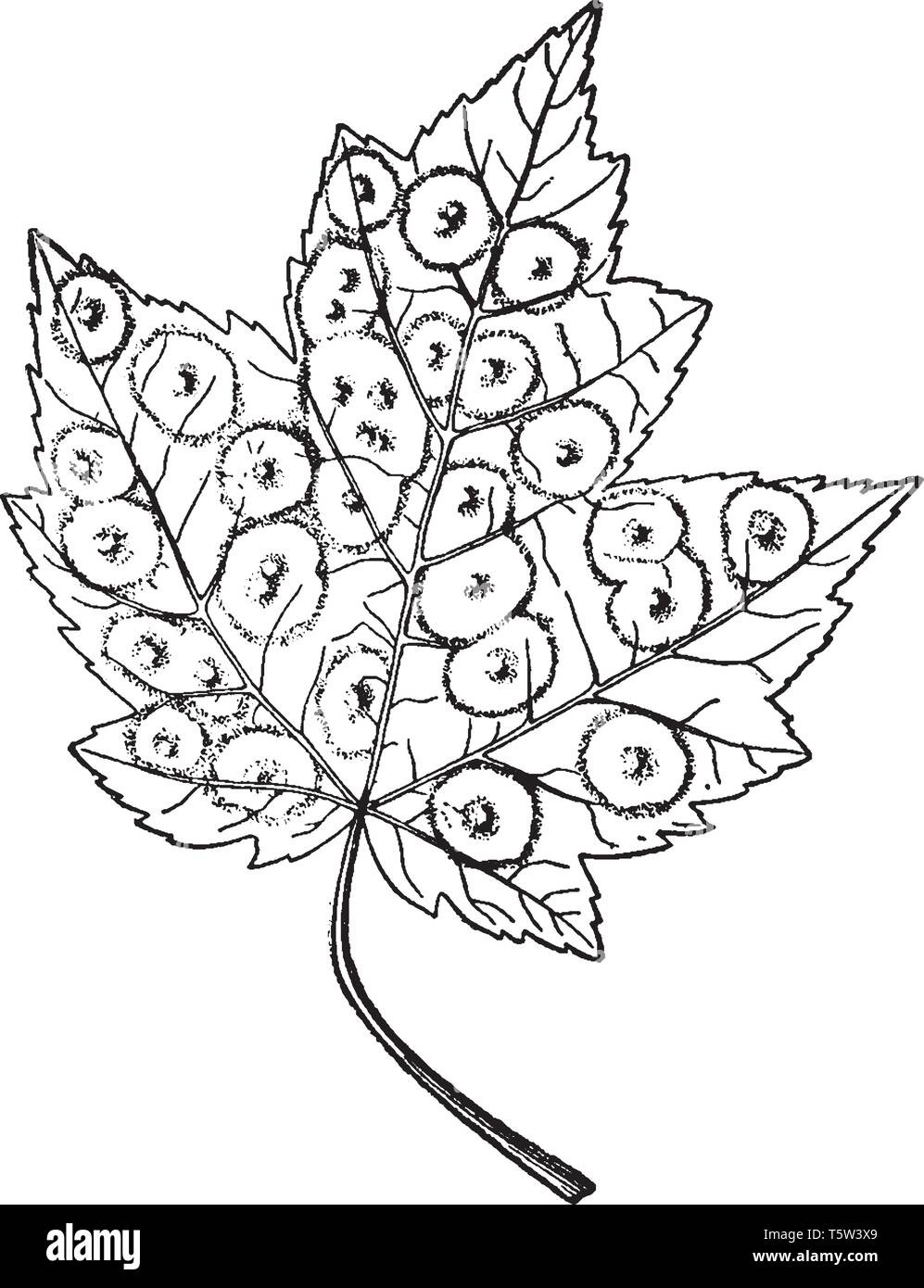 Ein Bild, das Ahornholz spot Gall am Blatt von Red Maple, vintage Strichzeichnung oder Gravur Abbildung. Stock Vektor