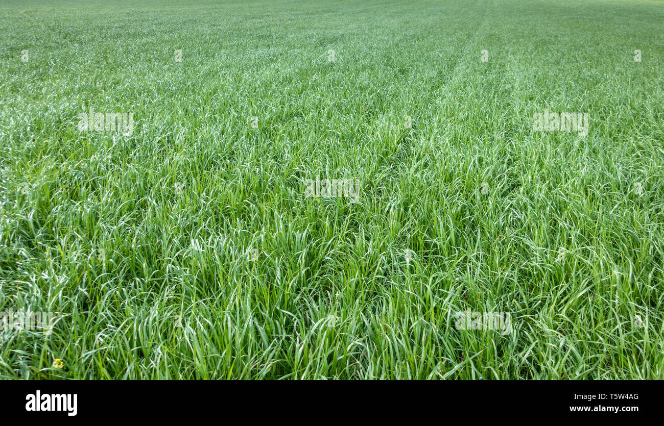 Monokultur von weidelgras Lolium perenne vor kurzem in einem großen Feld in Somerset UK für Viehfutter angebaut gesät Stockfoto