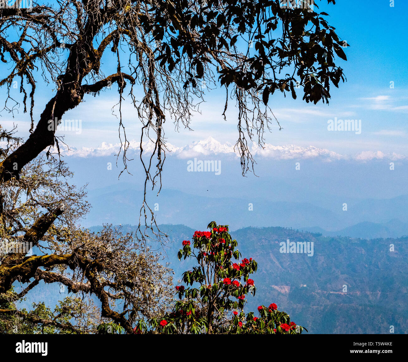 Sicht auf die schneebedeckten indischen Himalaya um Nanda Devi von 'Nullpunkt' in der binsar Region Uttarakhand im Norden Indiens Stockfoto
