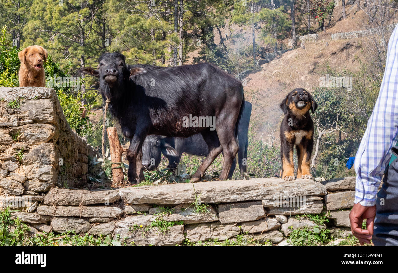 Hunde und ein Büffel Begrüßung der Besucher einer Hill Farm bei Gonap im binsar Tal des Uttarakhand im Norden Indiens Stockfoto