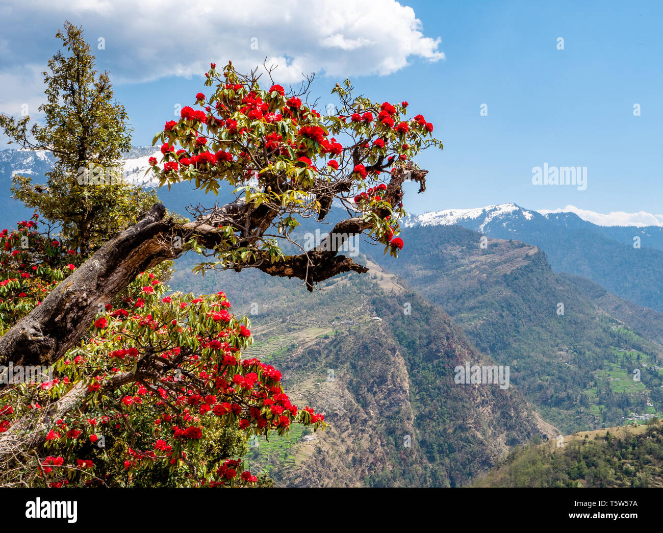 Spektakuläre rote Blumen Baum Rhododendron arboreum (R.) über dem Saryu Tal in Uttarakhand Himalaya Indien - der Staat Blume des Uttarakhand Stockfoto