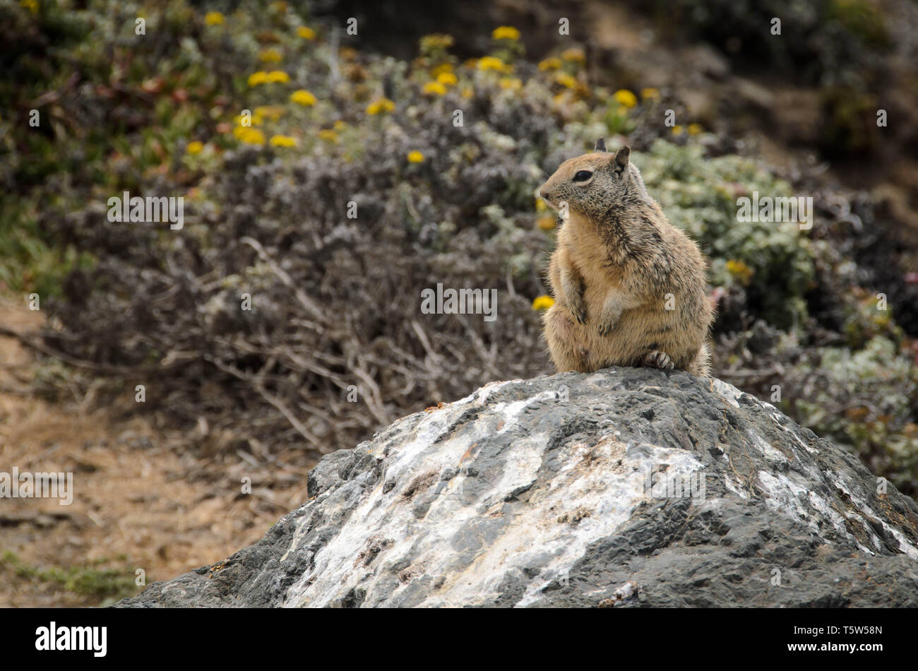 Kalifornien Erdhörnchen gehockt Stockfoto