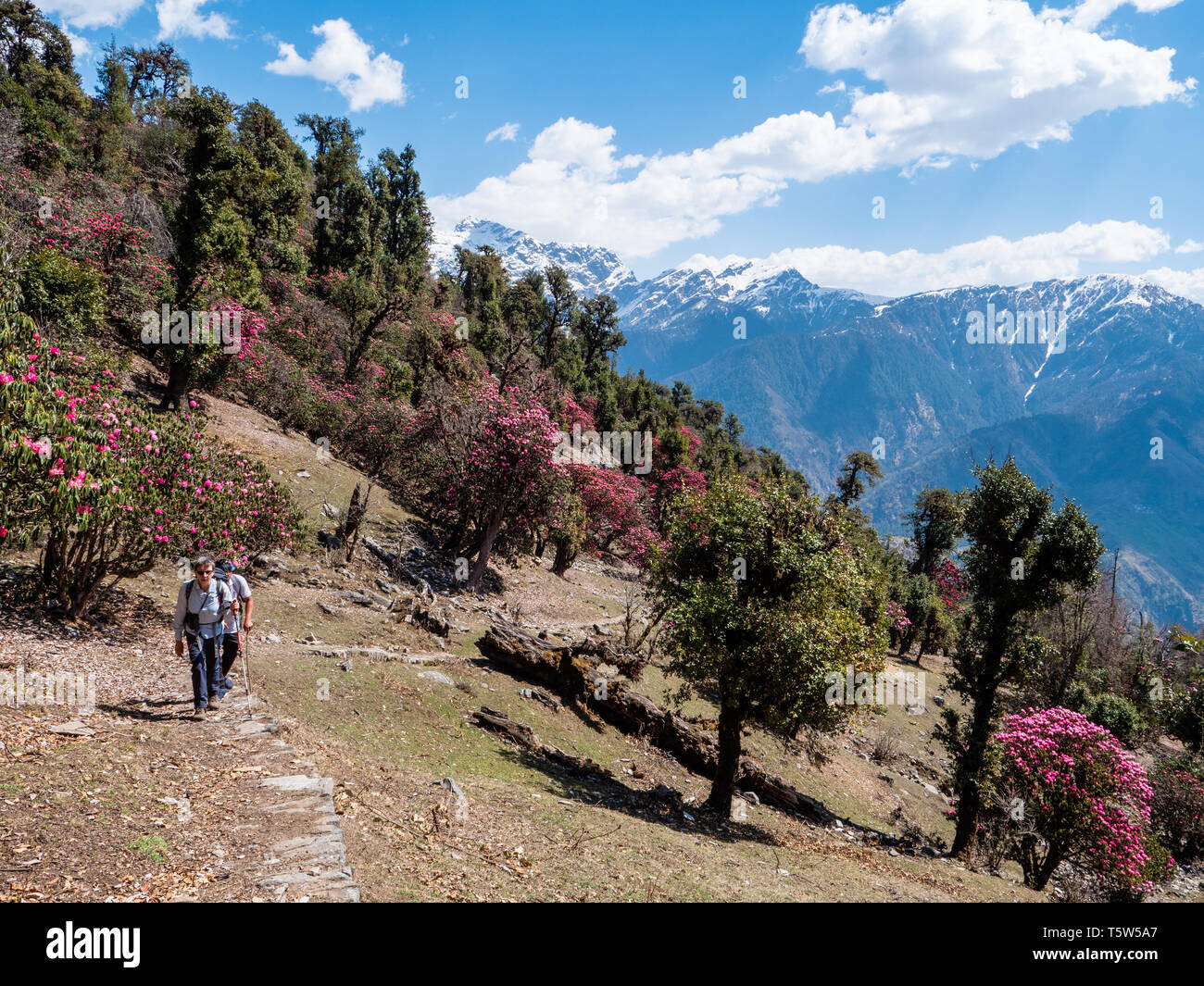 Unter Eiche und Rhododendron Wald auf steilen Bergpfaden über dem Saryu Tal im Himalaya von Uttarakhand im nördlichen Indien Stockfoto