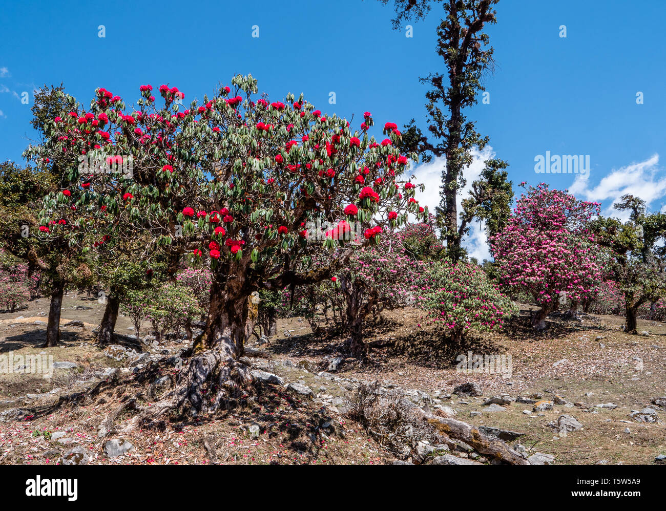 Rhododendron arboreum Bäume R. hinzufügen Farbtupfer in die Landschaft von den Ausläufern des Himalaya die Saryu Tal in Uttarakhand im Norden Indiens Stockfoto