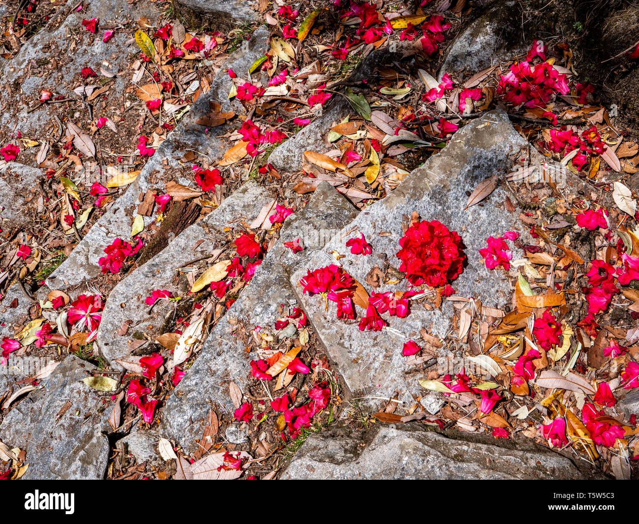 Silbrig trat Wanderweg mit bunten scharlachrote Blüten von Baum rhododendron R arboreum in der pindar Tal Uttarakhand nördlichen Indien verstreut Stockfoto