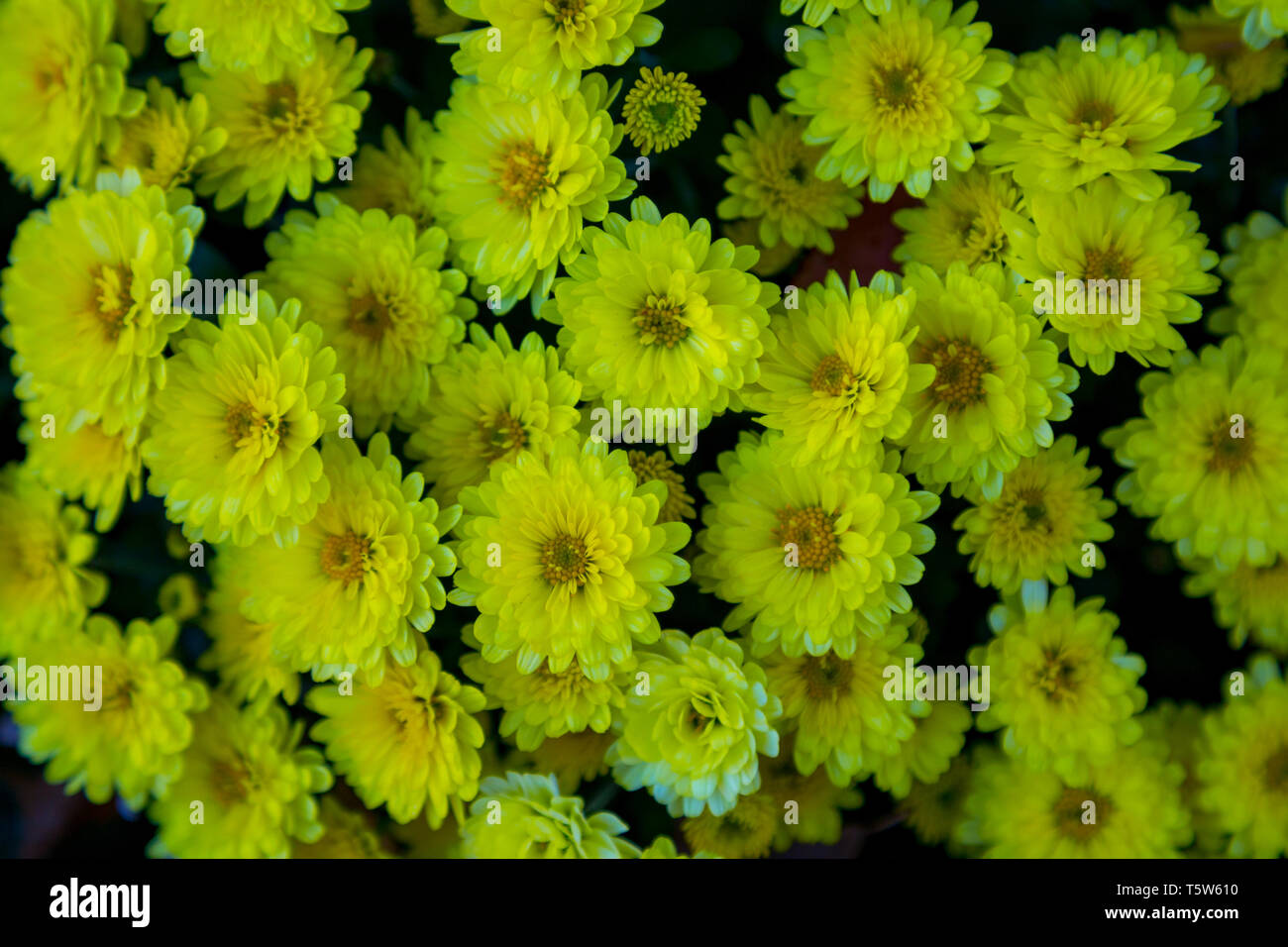 Mein Garten mom Anlage Herbst 2018. Stockfoto