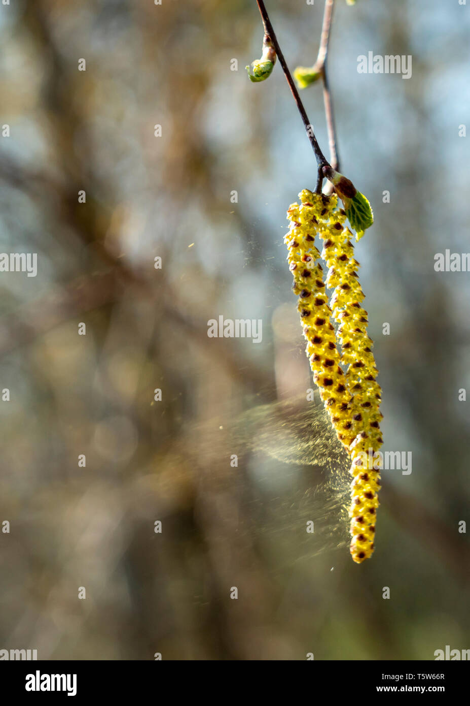 Feder, birke Ohrringe scatter Pollen im Wind Stockfoto