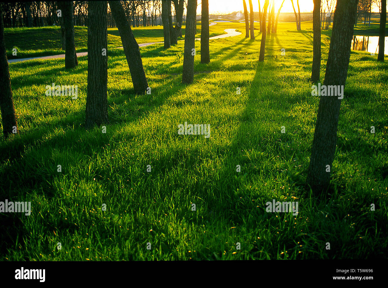 Nasse Böden, die bewässerten Anbauflächen, saftig grünem Land und Teiche Stockfoto