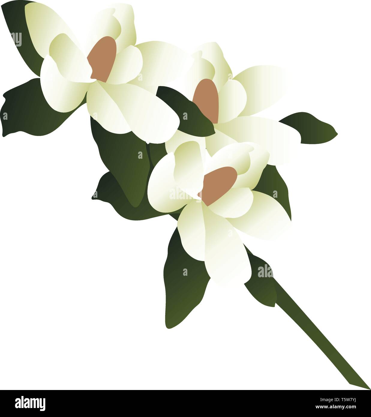 Vector Abbildung: Weiße Magnolia Blumen mit grünen Blätter auf einem Ast weißen Hintergrund. Stock Vektor