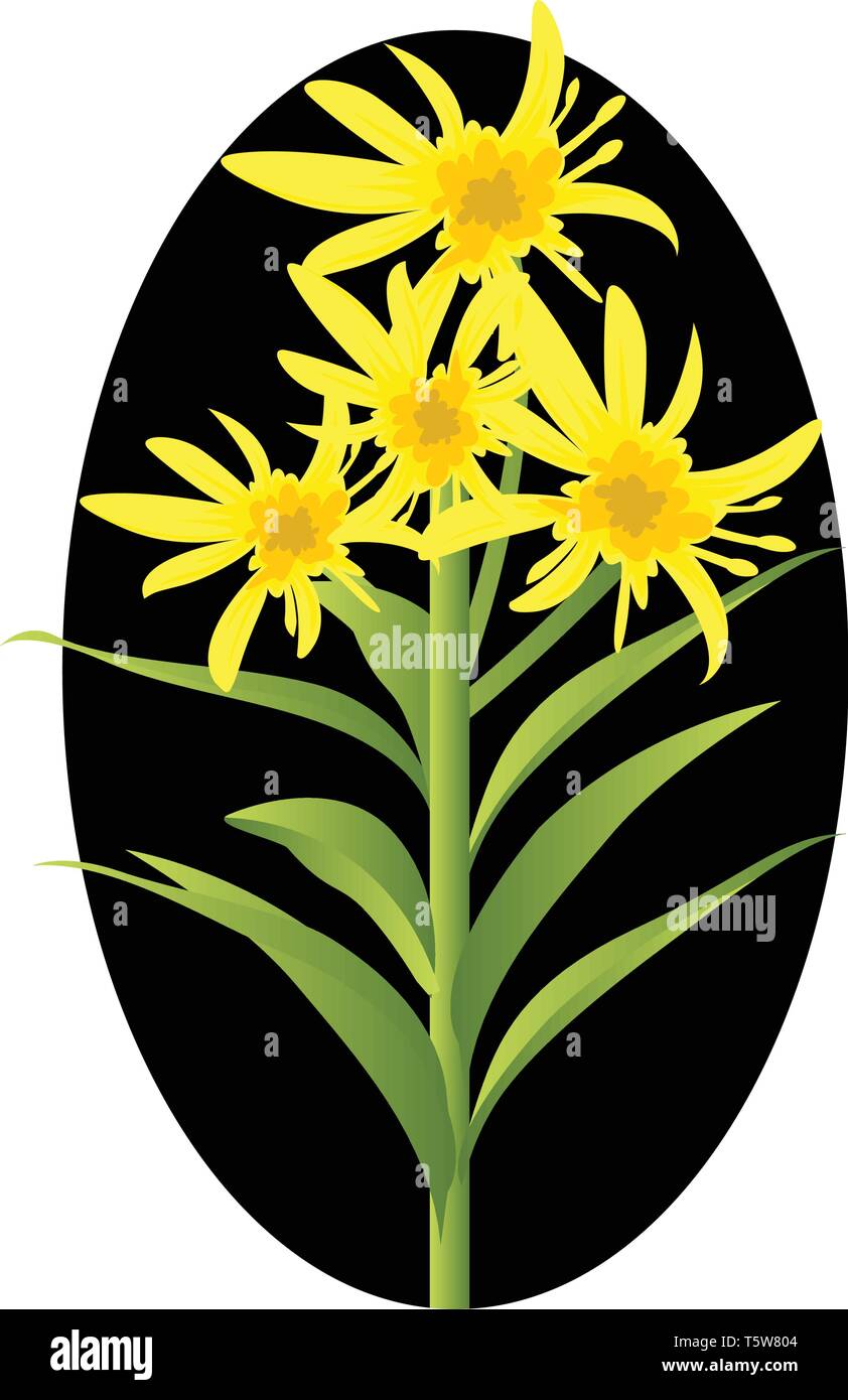 Vector Illustration von gelben solidago Blüten mit grünen Blätter in schwarzen Kreis auf weißem Hintergrund. Stock Vektor