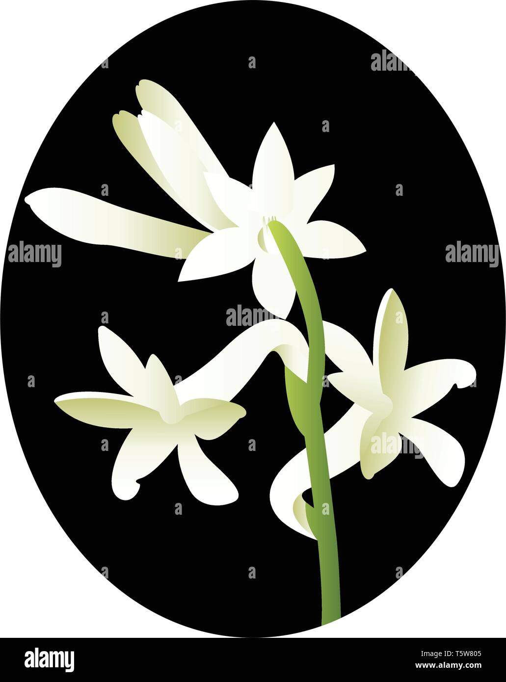 Vector Abbildung: Weiße tuberose Blume in blsck Kreis auf weißem Hintergrund. Stock Vektor