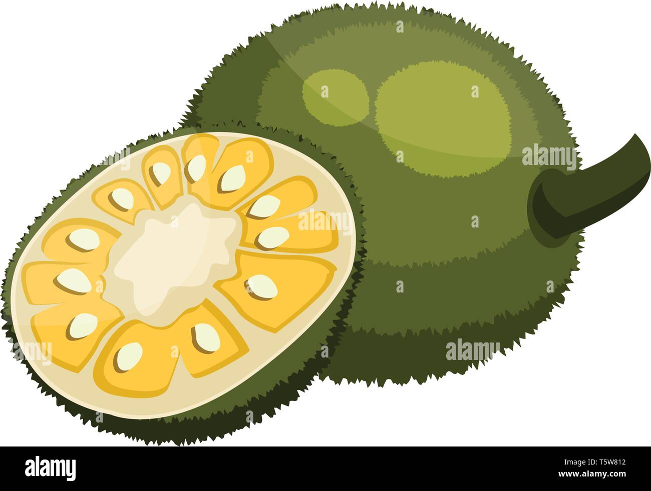 Grüne jackfruit in der Hälfte Vector Illustration auf weißem Hintergrund. Stock Vektor