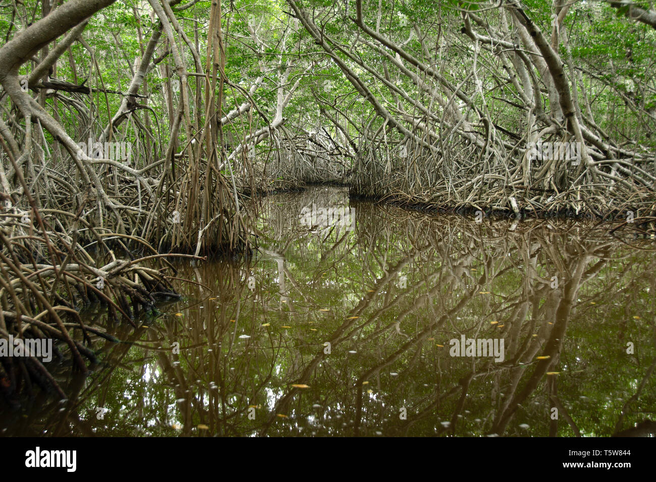 Mangroven im El Corchito Ecological Reserve, Progreso, Yucatan, Mexiko. Stockfoto