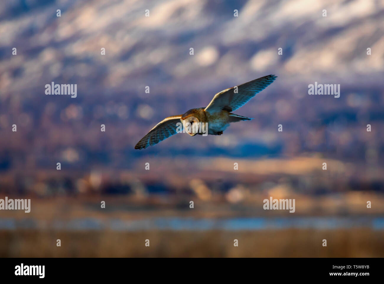 Eine Schleiereule (Tyto alba) fliegt in den späten Nachmittag Licht wie es jagt Mäuse entlang der Deich bei Farmington Bay Wasservögel Management Area, Utah. Stockfoto