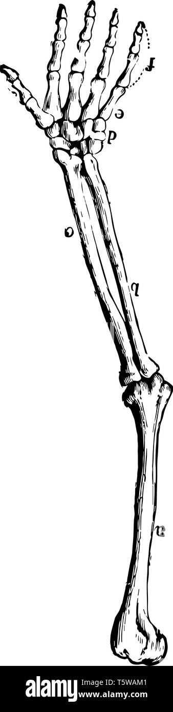 Diese Abbildung stellt den Arm Knochen vintage Strichzeichnung oder Gravur Abbildung. Stock Vektor