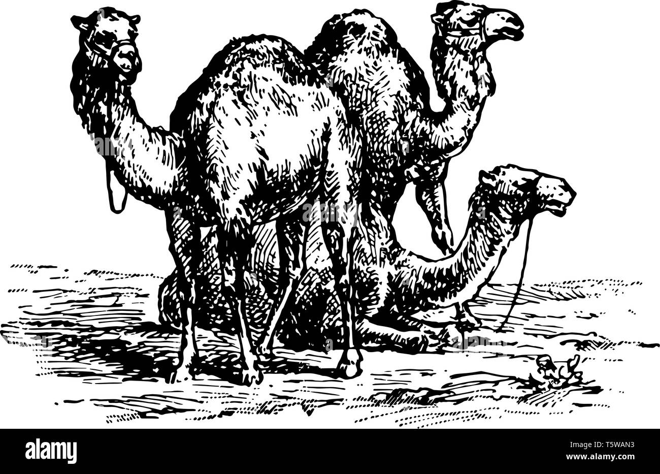 Kamele sind auch toed Huftieren vintage Strichzeichnung oder Gravur Abbildung. Stock Vektor
