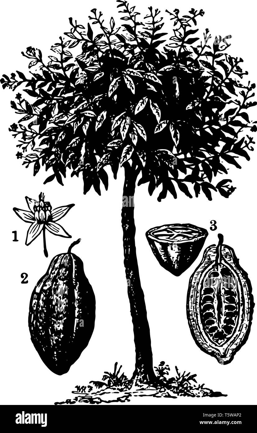 Kakaopflanze ist in tropischen Regionen, verwendet, Pralinen, vintage Strichzeichnung oder Gravur Abbildung zu machen gefunden. Stock Vektor