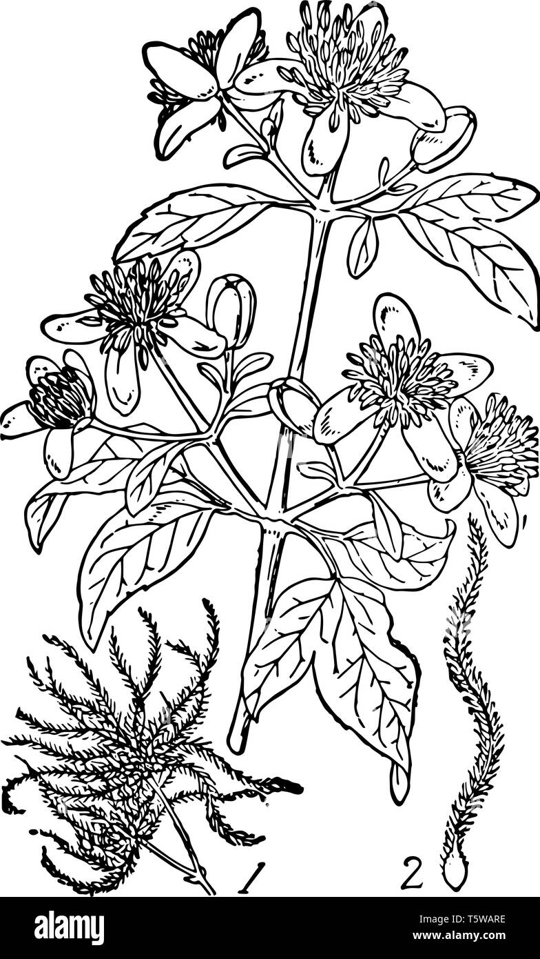 Illustration ist Obst aus Bart Old Man's oder Traveller's Freude Strauch, vintage Strichzeichnung oder Gravur Abbildung Stock Vektor