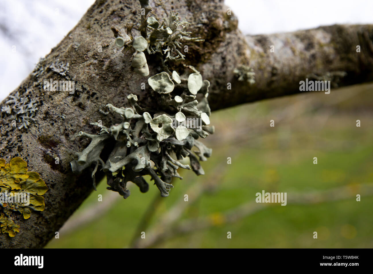 Foliose Flechten, einen zusammengesetzten Organismus, von Algen oder Cyanobakterien lebenden bei Filamente aus mehreren Pilze in einer Mutualistischen Beziehung entsteht Stockfoto