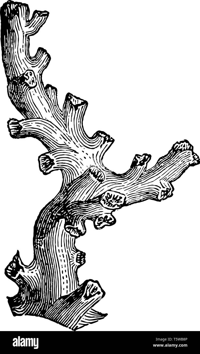 Dendrophyllia ist eine Gattung der steinerne Schale Korallen in der Familie vintage Strichzeichnung oder Gravur Abbildung. Stock Vektor