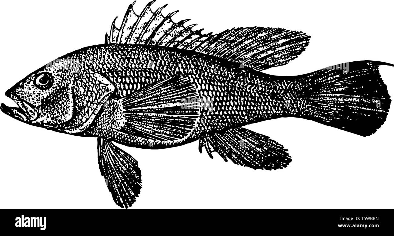 Black Sea Bass ist ein Fisch in der schwadleger Familie native New York vintage Strichzeichnung oder Gravur Abbildung. Stock Vektor