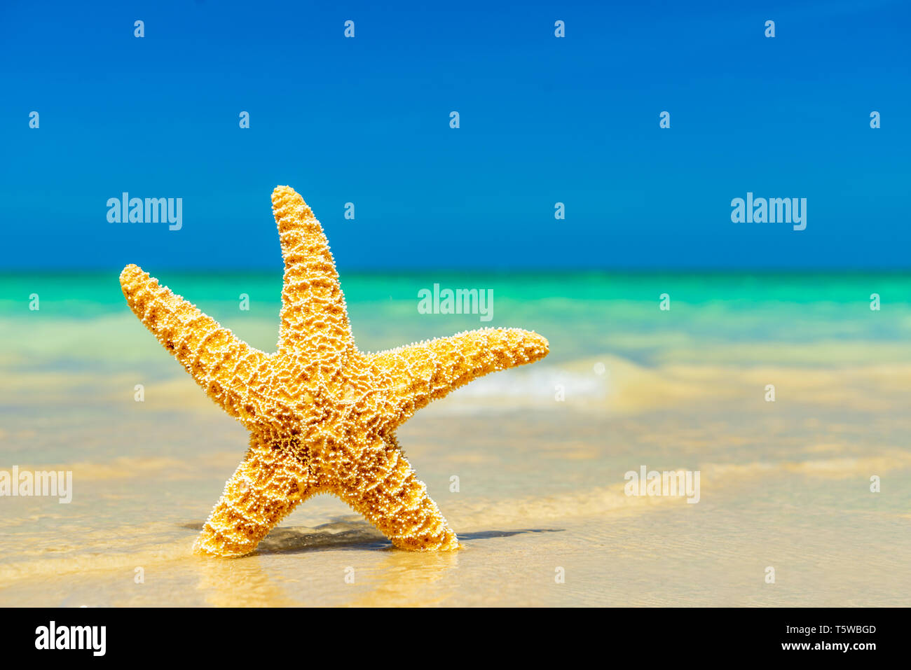Seestern am tropischen Strand Stockfoto