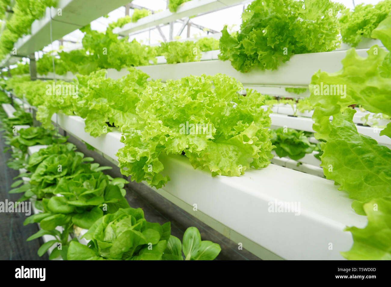 Frische organische Gemüse mit aquaponic oder hydroponic Landwirtschaft angebaut Stockfoto