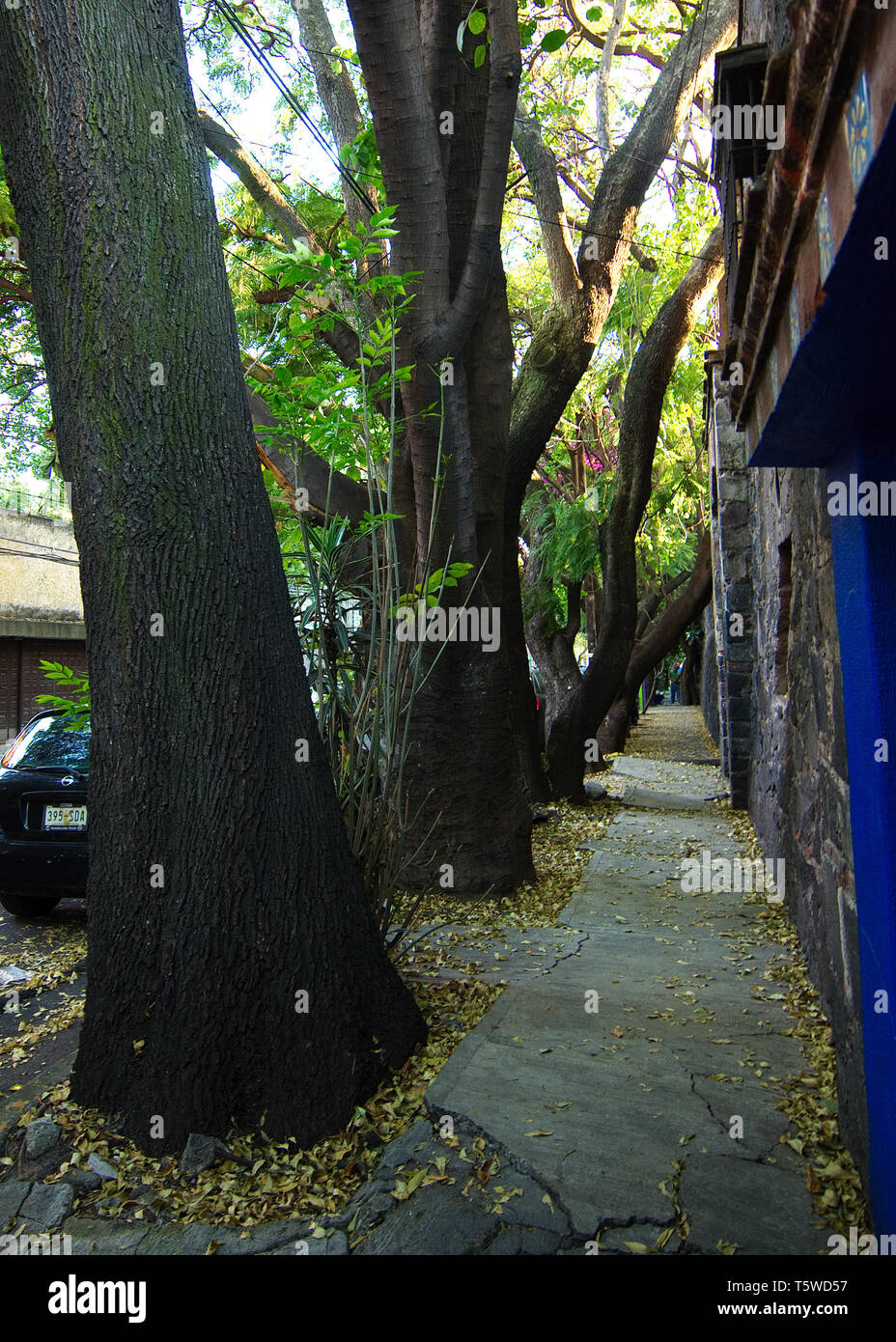 Mexiko City, Mexiko - 2018: Blick auf einem Bürgersteig in der coyoacan von großen Bäumen, wie üblich in dieser Nachbarschaft. Stockfoto