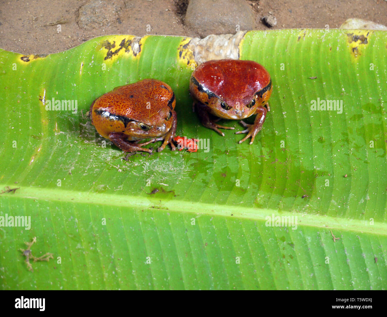 Zwei große rote Frösche mit einem winzigen Frosch auf einem Bananenblatt, in Madagaskar. Stockfoto