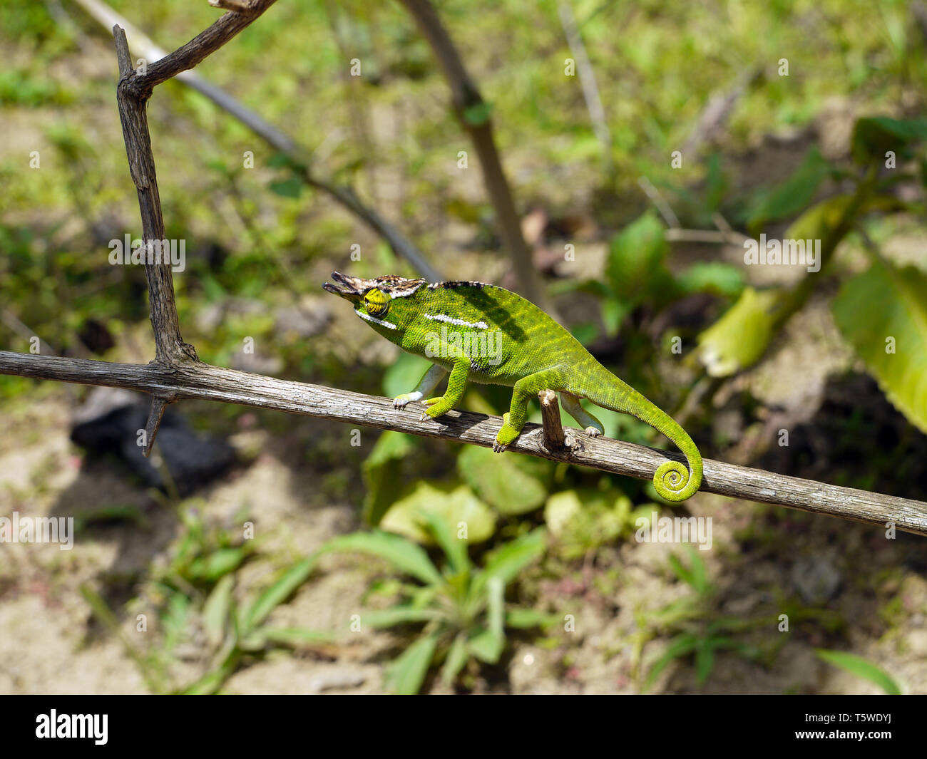 Eine grüne Chamäleon auf einen dünnen Zweig, in Madagaskar. Stockfoto