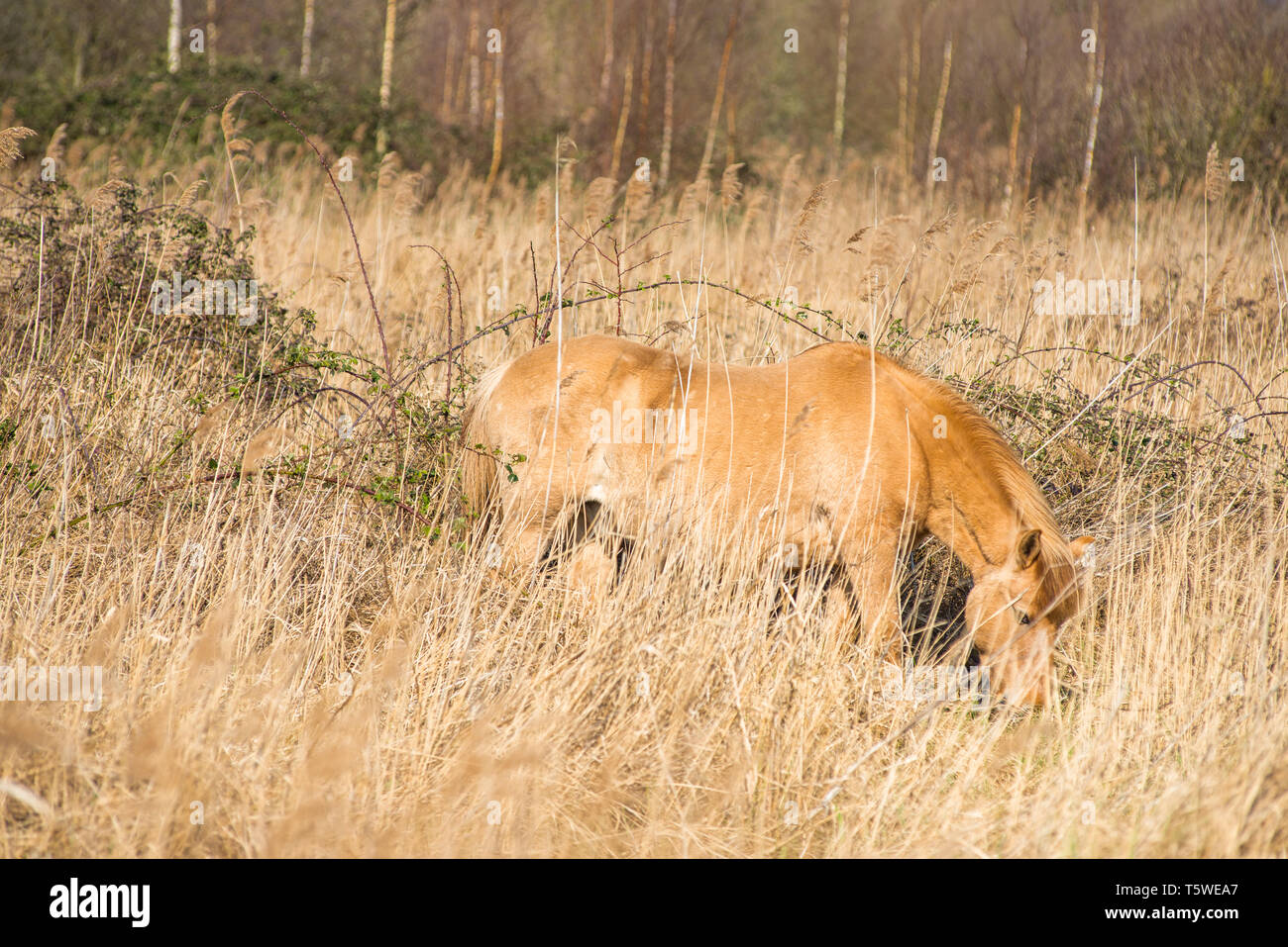 Wild Konik Ponys am Ufer des Burwell Lode Binnengewässern auf Wicken Fen Naturschutzgebiet, Cambridgeshire, England, Großbritannien Stockfoto