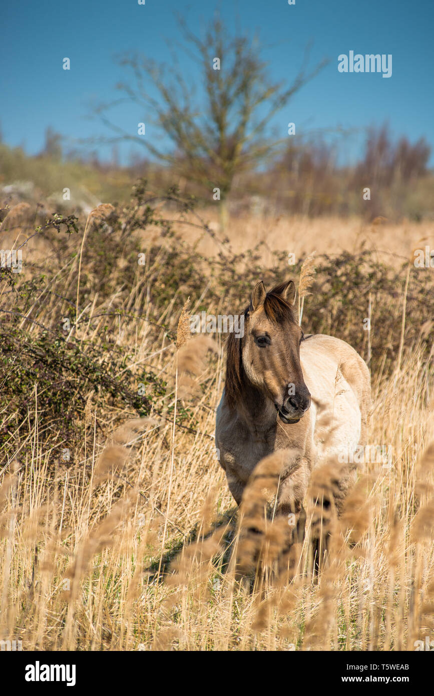 Wild Konik Ponys am Ufer des Burwell Lode Binnengewässern auf Wicken Fen Naturschutzgebiet, Cambridgeshire, England, Großbritannien Stockfoto