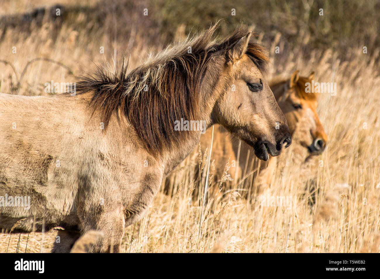 Wild Konik Ponys am Ufer des Burwell Lode Binnengewässern auf Wicken Fen Naturschutzgebiet, Cambridgeshire, England, Großbritannien Stockfoto