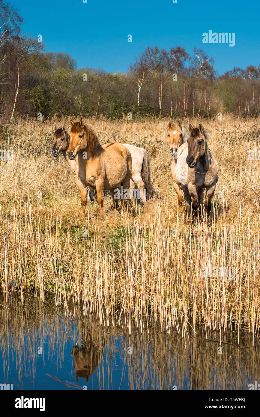 Wild Konik Ponys am Ufer des Burwell Lode Binnengewässern auf Wicken Fen Naturschutzgebiet, Cambridgeshire, England, Großbritannien Stockfoto