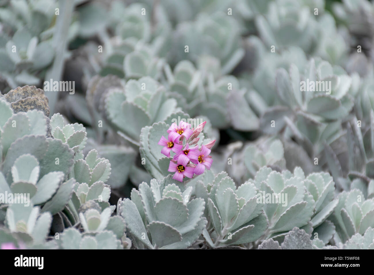 Cactus im Flower Dome - Garten an der Bucht - Singapur Stockfoto