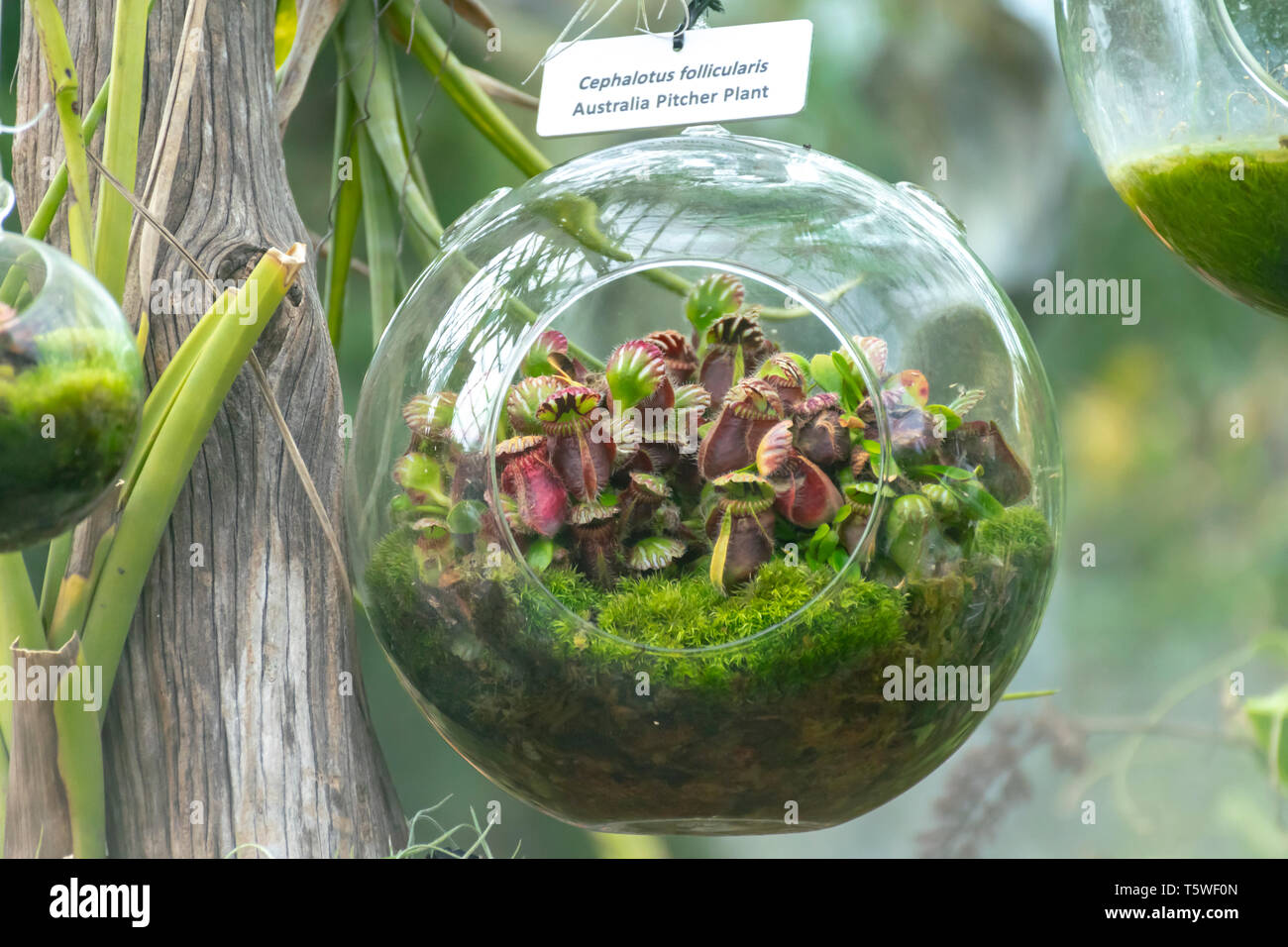Cephalotus Follicularis Stockfoto