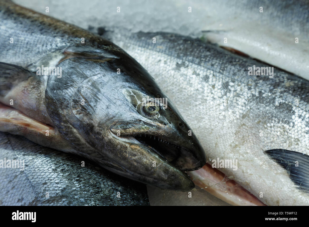 Eine detaillierte Ansicht von frischem Chinook salmon (Oncorhynchus Tshawytscha) auf der Anzeige zum Verkauf, Seattle, USA. Stockfoto