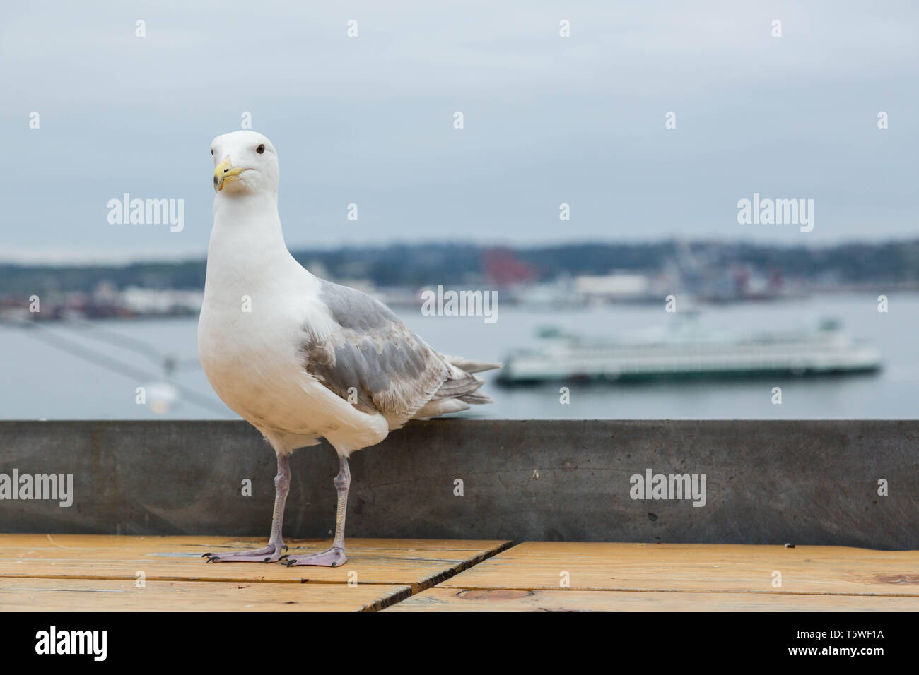 Der Kalifornische Möwe (Larus Californicus) ist auf dem Sims stehend gegen den Blick auf die Fähre in der Nähe von Piers von Puget Sound, Seattle, USA. Stockfoto