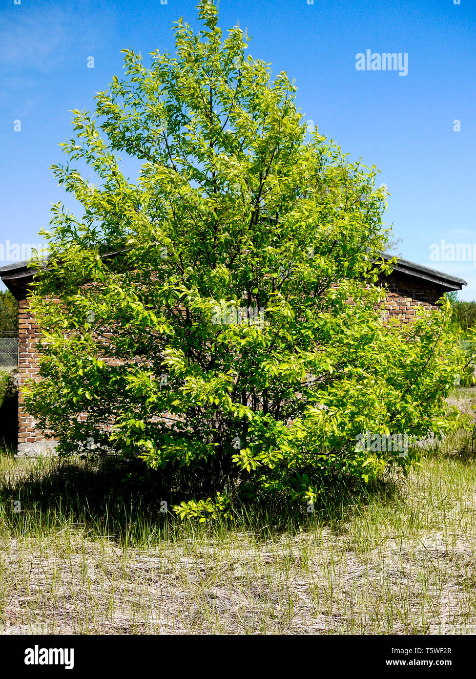 Oranienburg-Sachsenhausen Überreste des sowjetischen Speziallagers 1945-1950 n° 1 und N° 7, Oranienburg, Deutschland Stockfoto