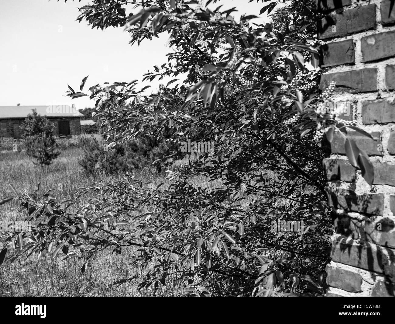 Oranienburg-Sachsenhausen Überreste des sowjetischen Speziallagers 1945-1950 n° 1 und N° 7, Oranienburg, Deutschland Stockfoto