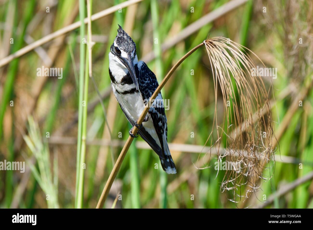 Pied Kingfisher im Okavango Delta Stockfoto