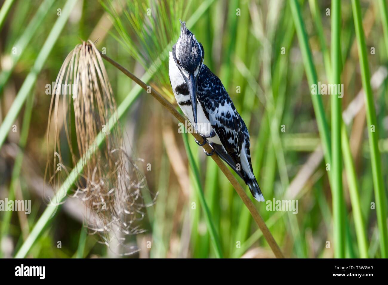 Pied Kingfisher im Okavango Delta Stockfoto