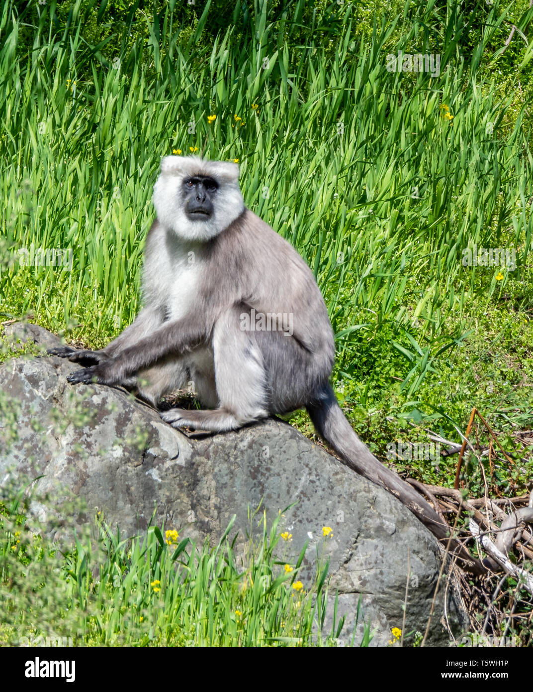 Männliche Nepal grau oder schwarz konfrontiert Langur Semnopithecus schistaceus Affen Futter für Essen in der pindar Tal des indischen Himalaya Stockfoto