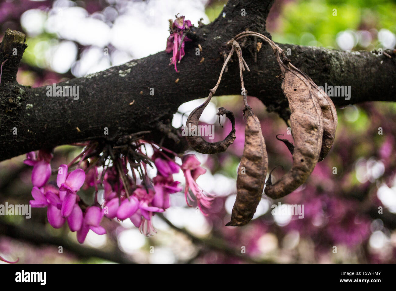 Cercis canadensis, die östliche redbud Baum in voller Blüte Stockfoto