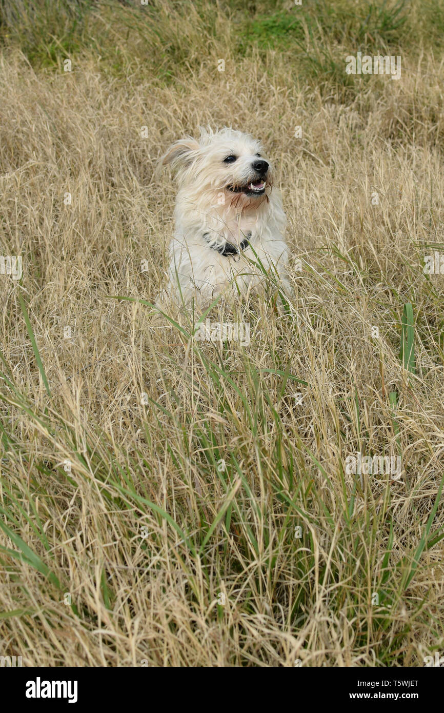 Gerne Hund spazieren plötzliche kühle Brise im Wald genießt. Terrier malteser Mischling unter hohen Gras. Stockfoto