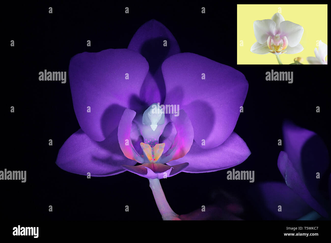 Motte orchid Fluoreszenz im UV-Licht (365 nm). Kleinere Bild mit derselben Probe bei normalem Tageslicht. Stockfoto