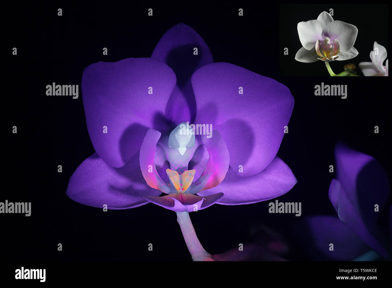 Motte orchid Fluoreszenz im UV-Licht (365 nm). Kleinere Bild mit derselben Probe bei normalem Tageslicht. Stockfoto